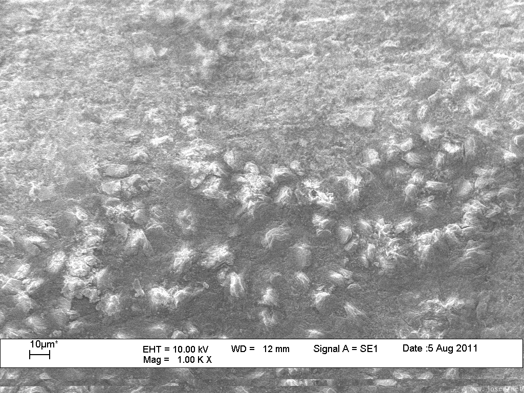 b）电解磷化形貌  X1000.png