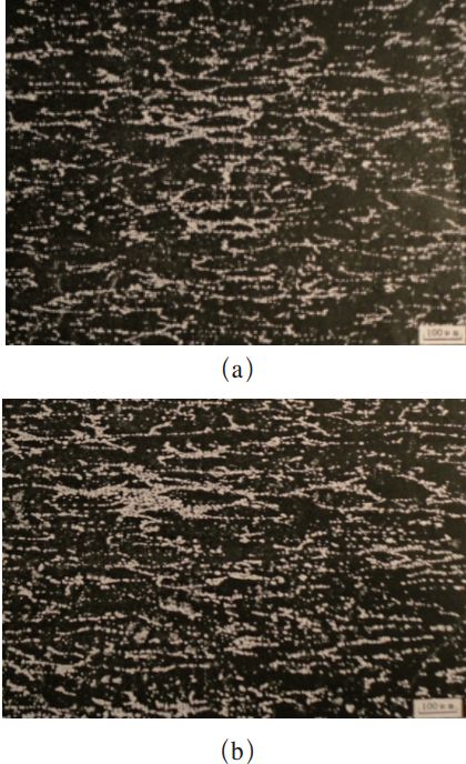 图2  试样中的共晶碳化物分布（100×）
