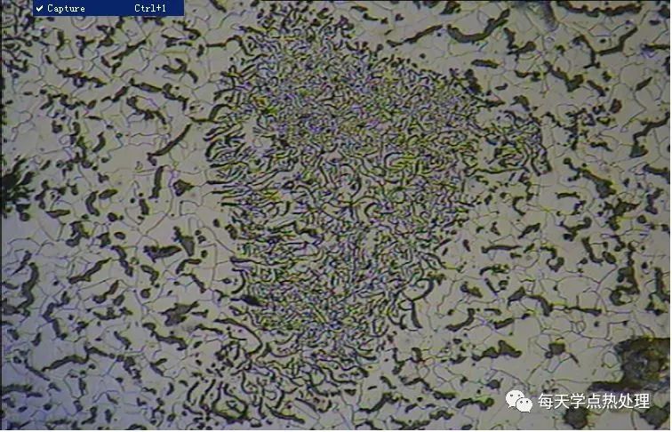 蠕虫状石墨(聚集) 基体组织为大量铁素体+少部分珠光体 100×