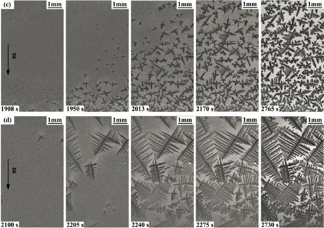 Pb-Sn合金在直流电作用下的形核与生长(c=1.5Amm2,d=1.8Amm2).jpg